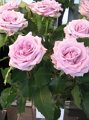 Rosa Ocean Song